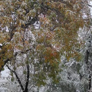 Ритмус, стоматология, логотип