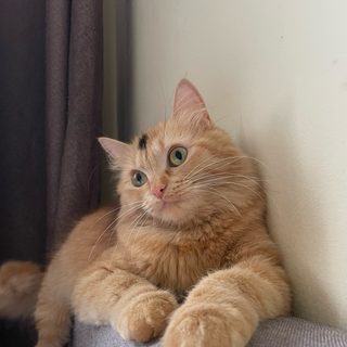 Royal Vet, логотип