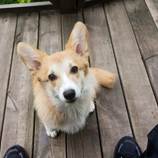 Vet dog, логотип