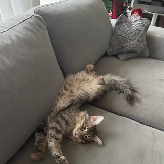 Animals vet, логотип