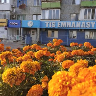 Este dent, логотип
