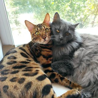 Zoolife, логотип