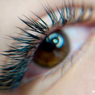 Lash & brow studio, студия оформления бровей, логотип