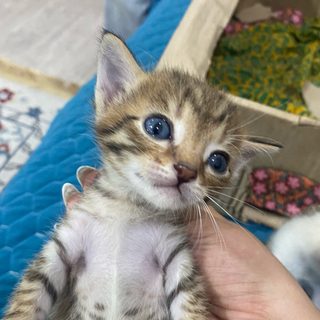 Сириус, логотип