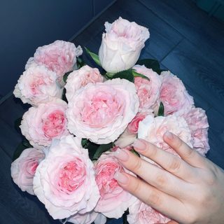 Shugaring studio Dinara, салон красоты, логотип