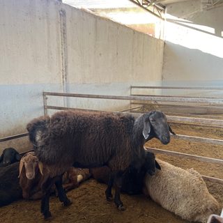 Mal Bazar Taraz, логотип