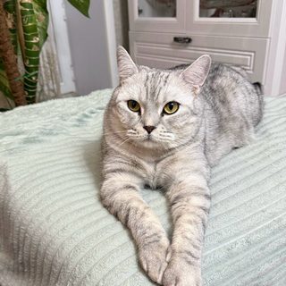 НикВет, логотип